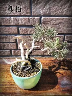 2026年最新】真柏の人気アイテム - メルカリ