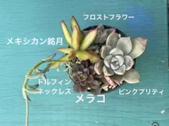 5種セット⑧ 多肉植物 カット苗