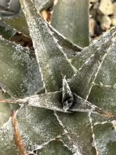 2026年最新】Dyckia ディッキアの人気アイテム - メルカリ