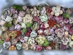 多肉植物　寄せ植えセット(容器いっぱい) A9