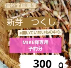 信州産 新芽つくし 300g