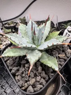2025年最新】アガベ 雷帝の人気アイテム - メルカリ