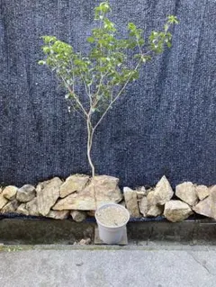 2026年最新】＝天然山採りの人気アイテム - メルカリ