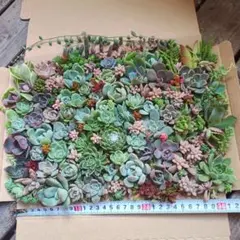 多肉植物　韓国苗　多量　詰め合わせセット