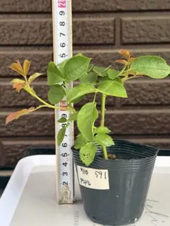 ご確認用バラ苗　バラ挿し木苗　① 629 バラ苗 バラ挿し木苗 ア - メルカリ