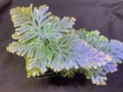 2025年最新】セラギネラ サイアメンシスの人気アイテム - メルカリ