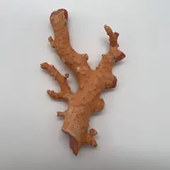 2025年最新】珊瑚原木の人気アイテム - メルカリ