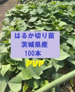 まいめろぶー様専用】紅はるか苗 200本 4月下旬から順次発送｜ - メルカリ
