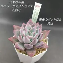 ふ*☆様 miyaさん苗 命名株　このは　子株　クローン多数　札付き ふ*☆様 miyaさん苗 命名株 このは 子株 クローン多数 札付き 【公式通販】
