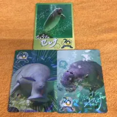 鳥羽水族館 コレクションカード ジュゴン セレナ レア ノーマル セット