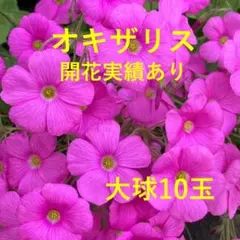 オキザリス ピンク 開花実績あり 大球10球セット 毎年よく咲く丈夫な人気品種のサムネイル