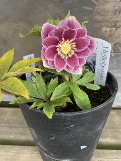 2026年最新】広瀬園芸 ソレイユの人気アイテム - メルカリ