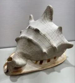 オウムガイ 貝殻 4個セット 特大22cm 大中小 天然貝 標本 インテリア オウムガイ 貝殻 4個セット 特大22cm 大中小 天然貝 標本 インテリア