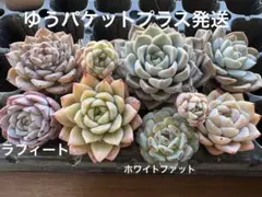 寄せ植え　多肉　エケベリア　セット
