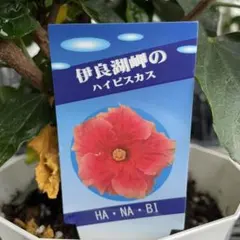 伊良湖岬のハイビスカス マリー 5寸 ＊同梱推奨商品 - メルカリ