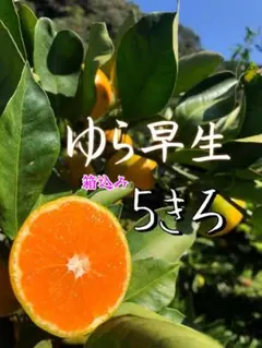 ゆら早生みかん　＊箱込み5キロ ＊家庭用　＊MIXサイズ　そろそろ残りわずか