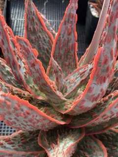 Aloe 'Lion fish' ライオンフィッシュ アロエハイブリッド - メルカリ