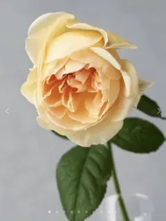 2025年最新】レア薔薇苗の人気アイテム - メルカリ