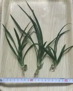 青オリズルラン　原種　3株のサムネイル