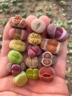 SALE❣️多肉植物　リトープス　カラフル　5玉　1.4cm 抜き苗