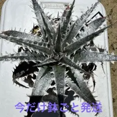 ディッキア Silver Dragon x Little Wing #SL106 - メルカリ