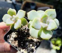 SALE！多肉植物　桜牡丹　大きめ　抜き苗 ポット7センチのサムネイル