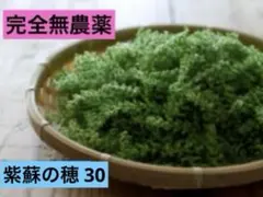 2025年最新】穂紫蘇の人気アイテム - メルカリ