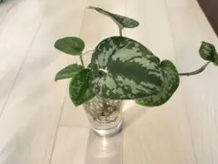 freddie2511様 リクエスト 2点 まとめ商品