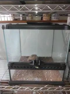 グラステラリウム3030 飼育セット 引き取り限定のサムネイル