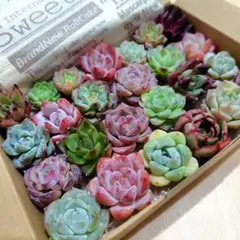 多肉植物　カット苗　詰合せ　寄せ植え　セット