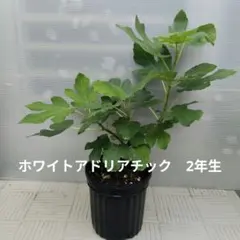 イチジク苗 ホワイトアドリアチックのサムネイル