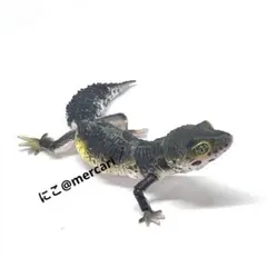 いきもの大図鑑アドバンス　レオパードゲッコー　ブラックナイト　爬虫類フィギュアのサムネイル
