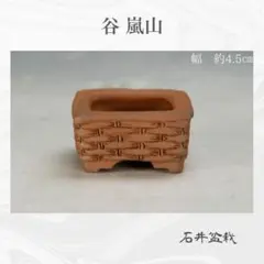 2025年最新】石井盆栽の人気アイテム - メルカリ