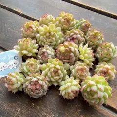 リトルレッドボート ミニ苗(C) 20苗セット　韓国苗　カット苗　寄せ植えに！