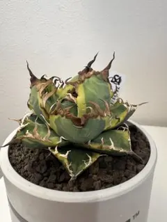 2026年最新】シーザー錦の人気アイテム - メルカリ