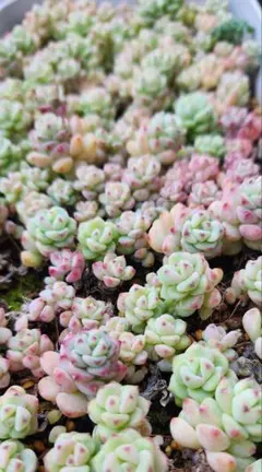 haru8202様 リクエスト 2点 まとめ商品