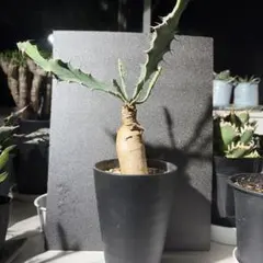 ユーフォルビア ブルアナ　塊根植物 コーデックスのサムネイル