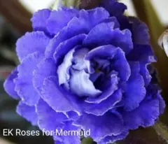 青いカナリア様 リクエスト 2点 まとめ商品