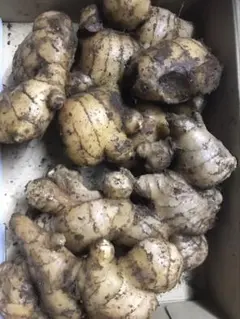 赤生姜 しょうが 種 2kg 高知県産 - メルカリ