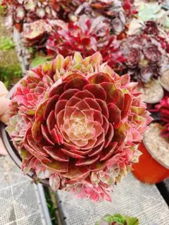 皇后 群生 多肉植物 アエオニウム 抜き苗 - メルカリ