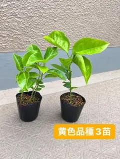 【数量限定 3苗まとめ売り】 黄色パッションフルーツ苗のサムネイル