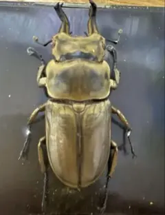 オウゴンオニクワガタ ローゼンベルグオウゴンオニクワガタ