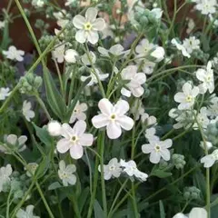 2025年最新】オンファロデスの人気アイテム - メルカリ