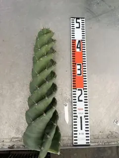 2026年最新】サボテン スピラリスの人気アイテム - メルカリ