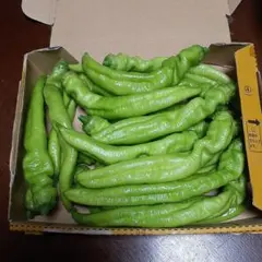 福耳唐辛子コンパクトいっぱい！農薬不使用です♪のサムネイル