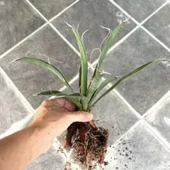 ta28na12ka様 リクエスト 2点 まとめ商品