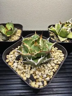 やーまん太郎様 リクエスト 2点 まとめ商品