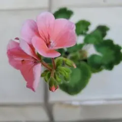 madokyou様 リクエスト 2点 まとめ商品