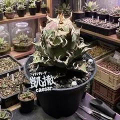 アガベ★凱撒★シーザー専用プランツタグのサムネイル