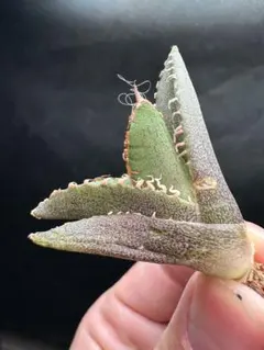 2307【鉢のまま発送】 アガベ チタノタ 狼人 子株 - メルカリ
